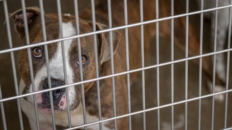 Écosse: un homme condamné à 6 mois de prison après avoir abandonné son chien dans une cage