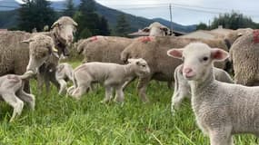 Depuis le début de l'année, plus de 400 attaques de loup ont été recensées dans les Alpes-de-Haute-Provence.