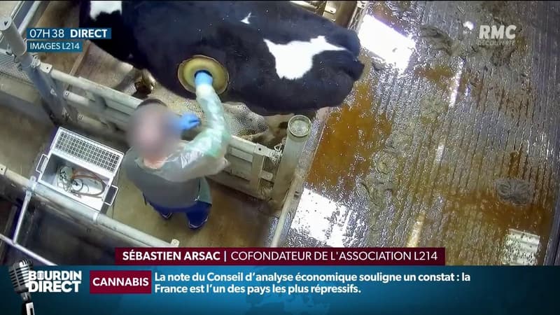 La nouvelle vidéo choc de L214 montre des "vaches hublots": à quoi sert cette pratique?