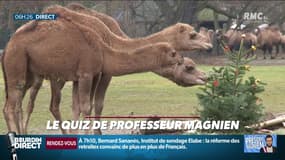 Qui accuse le gouvernement de confondre "les choux avec les carottes" ? ... Relevez le quiz du Président Magnien ! - 06/01