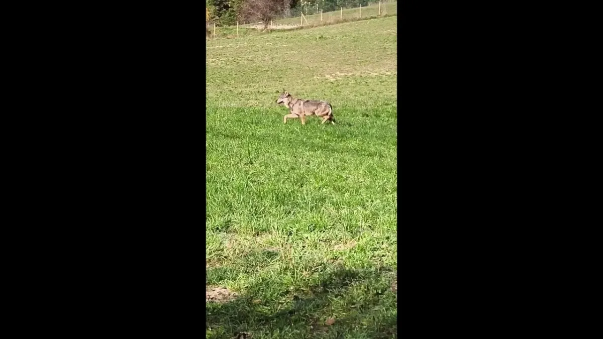 placeholder video