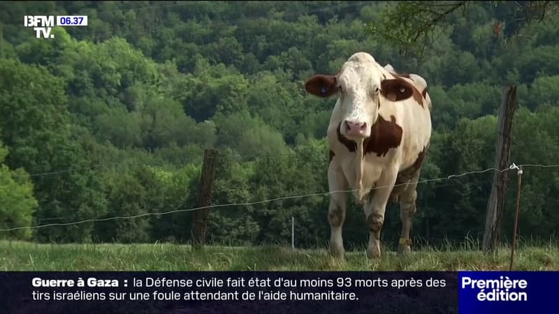 Dermatose nodulaire : entre vaccination massive et abattages, lâ€™inquiÃ©tude des...