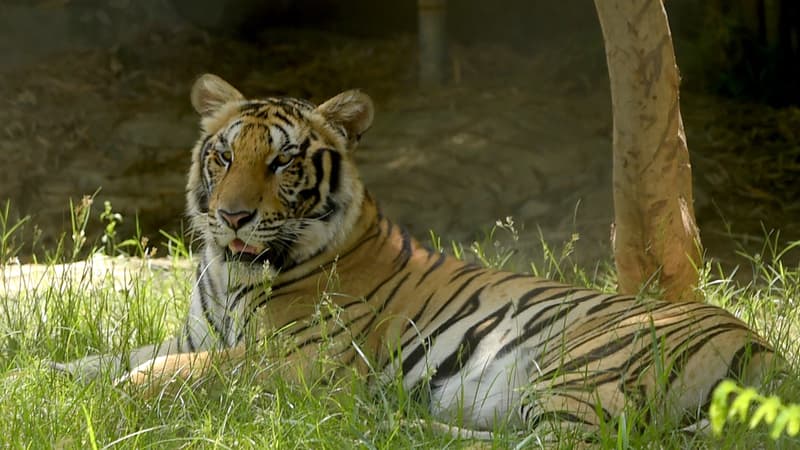 Le Cambodge veut importer quatre tigres d'Inde pour les réintroduire dans la nature