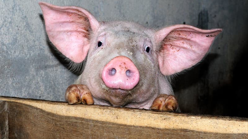 Les animaux d'une ferme sont livrés à eux même car leur propriétaire est en prison. (Photo d'illustration)