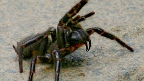 Un specimen d'atrax robustus. Un specimen d'atrax robustus.