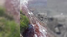 A Digne-les-Bains, plus de 300 litres de sang ont été déversés dans la Bléone après un "accident technique" d'un prestataire de l'abattoir ce jeudi 4 avril.
