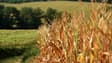 Un champs de maïs séchés par la sécheresse dans un champ à Montaut, dans le sud-ouest de la France, le 9 août 2022. 