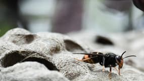 Cette photo prise le 14 octobre 2020, à Chisseaux près de Tours, en France, montre un frelon asiatique sur son nid. (Illustration)
