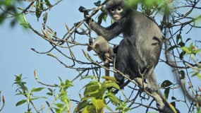 Un singe Popa langur. (Image d'illustration)