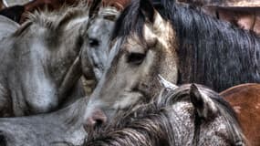 Des chevaux. (Photo d'illustration)