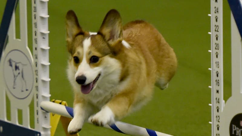 Un chien de la race corgi, lors d'une épreuve d'agilité à New York en février 2016. 