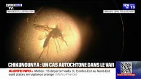 Chikungunya : un cas a été détecté dans le Var 