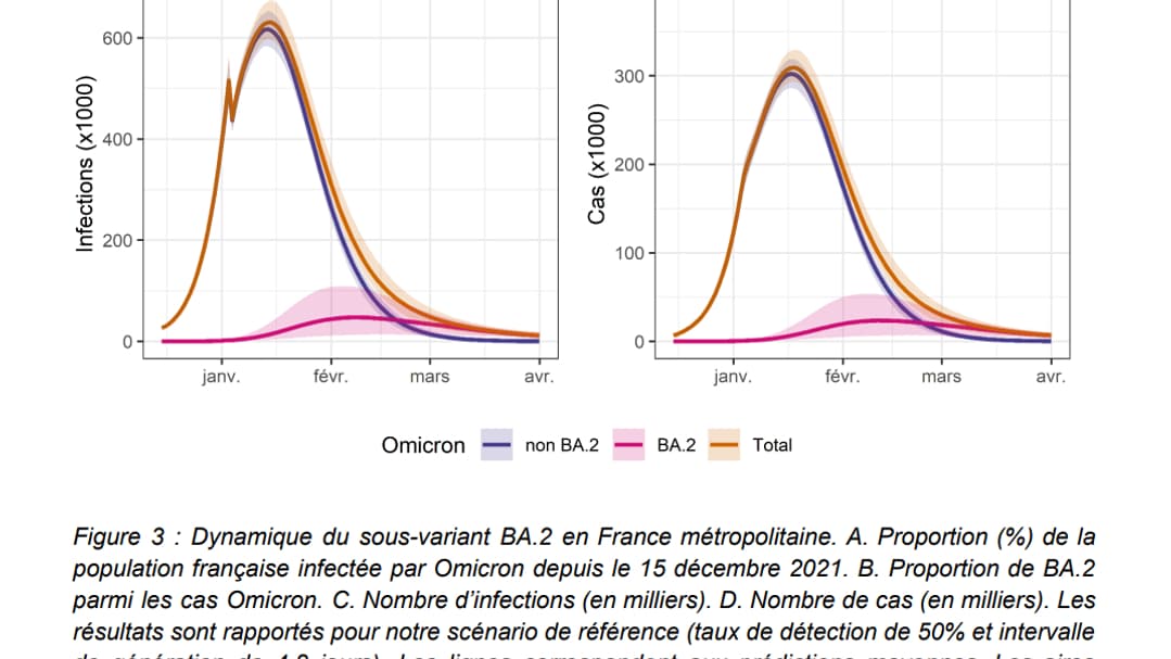 Nombre d’infections en milliers (graphique C) et nombre de cas (D) du Covid-19 selon les variants Nombre d’infections en milliers (graphique C) et nombre de cas (D) du Covid-19 selon les variants