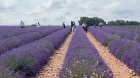 Des touristes sont venus du monde entiers à Valensole pour observer les champs de lavande. 