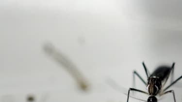 A la mi-juillet, les responsables sanitaires américains avaient dénombré 1.306 cas de Zika sur la partie continentale des Etats-Unis et Hawaï.