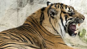Un tigre de Sumatra a tué une soigneuse d'un zoo en Nouvelle-Zélande.