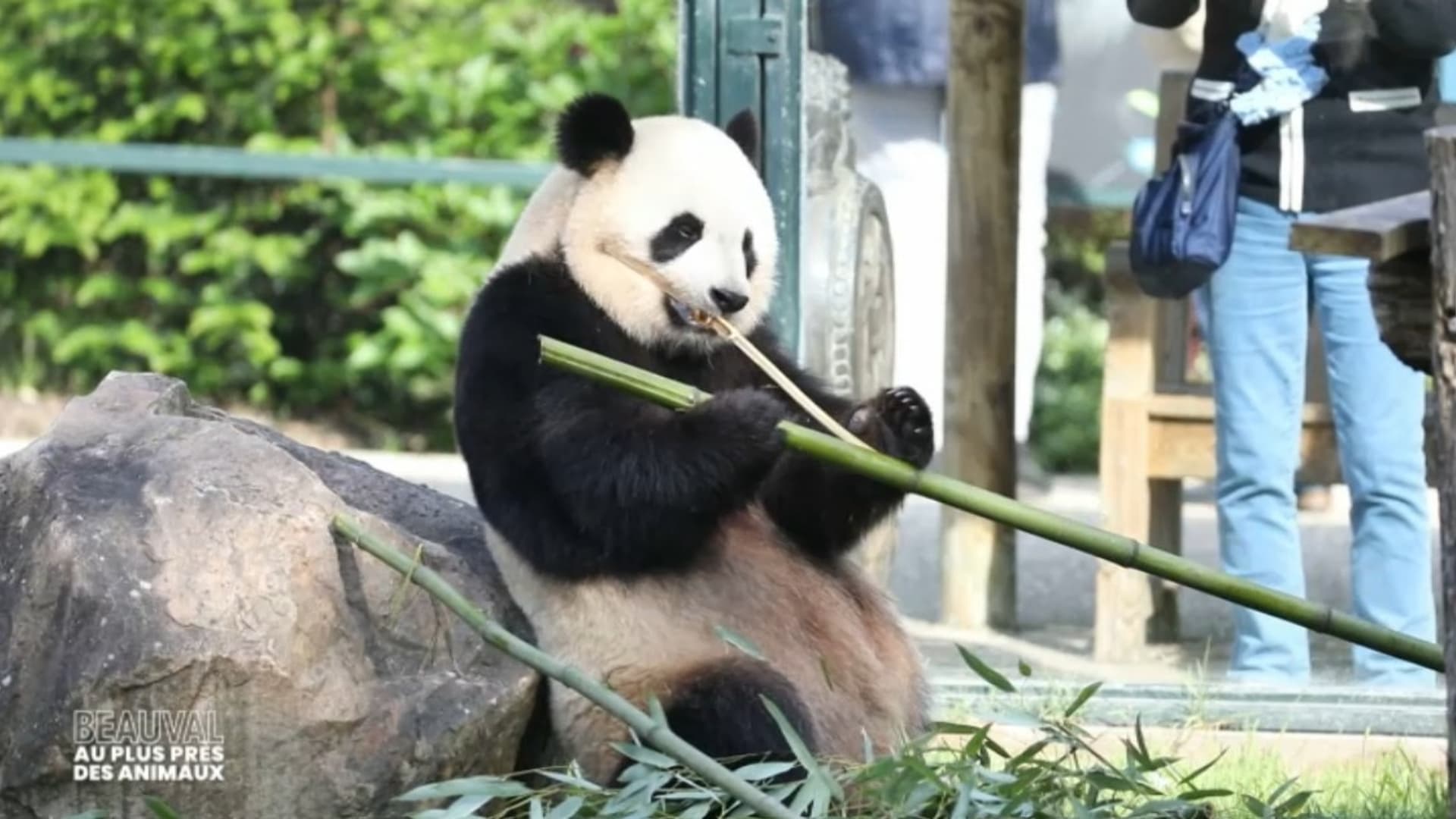 BEAUVAL, AU PLUS PRÈS DES ANIMAUX
