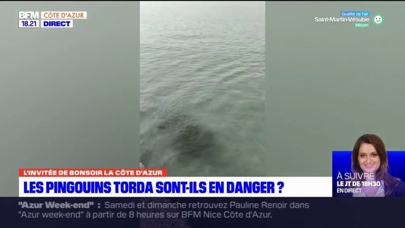 Les pingouins torda sont-ils une espèce en danger?