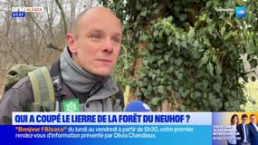 Forêt du Neuhof: des centaines de coupes sauvages de pieds de lierre