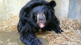 L'ourse Viviane sous la douche, lundi, à la réserve de Sigean (Aude).