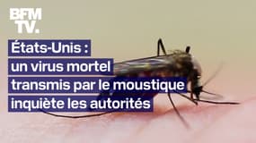  États-Unis: un virus mortel transmis par le moustique inquiète le Massachussetts 