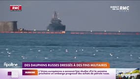 Guerre en Ukraine : des dauphins russes dressés à des fins militaires