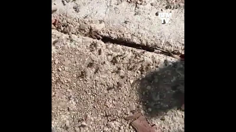 Un quartier de la ville de Saumur envahi par les fourmis