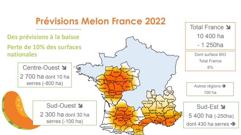 10% de surfaces en moins pour le melon en 2022. 10% de surfaces en moins pour le melon en 2022.