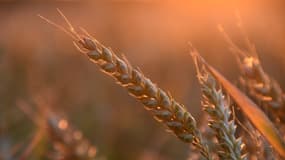 L'accord sur l'exportation des céréales ukrainiennes est actuellement renégocié.