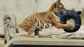 Un tigre du zoo de Tokyo, en train de grignoter de la toile de jean.