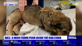 Nice: un homme condamné à 6 mois de prison ferme pour avoir tué son chien