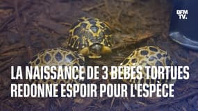 La naissance de trois bébés tortues redonne espoir pour l'avenir d'une espèce menacée