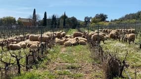 Il s'agit de la deuxième attaque de loup en deux jours à Hyères, dans le Var.