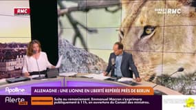Les histoires de Marguerite Dumont  : Allemagne, une lionne en liberté repérée près de Berlin - 21/07