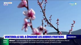 "Ça n'a rien à voir avec l'année dernière": le gel a épargné les arbres fruitiers de Venterol 