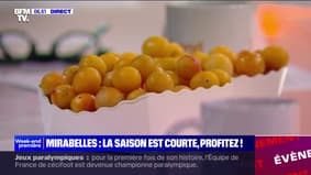 La courte saison des mirabelles démarre bien !