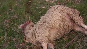 Alpes-Maritimes: la moitié d'un troupeau de brebis décimé par des loups