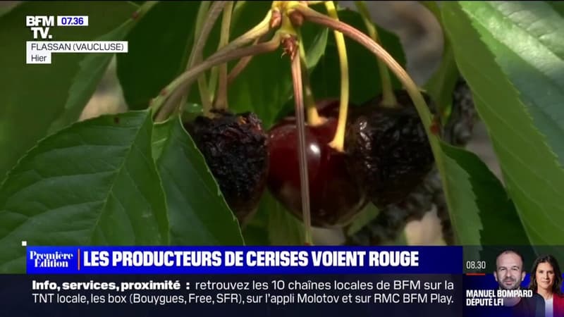 La filière des cerises françaises connaît la pire crise de son histoire