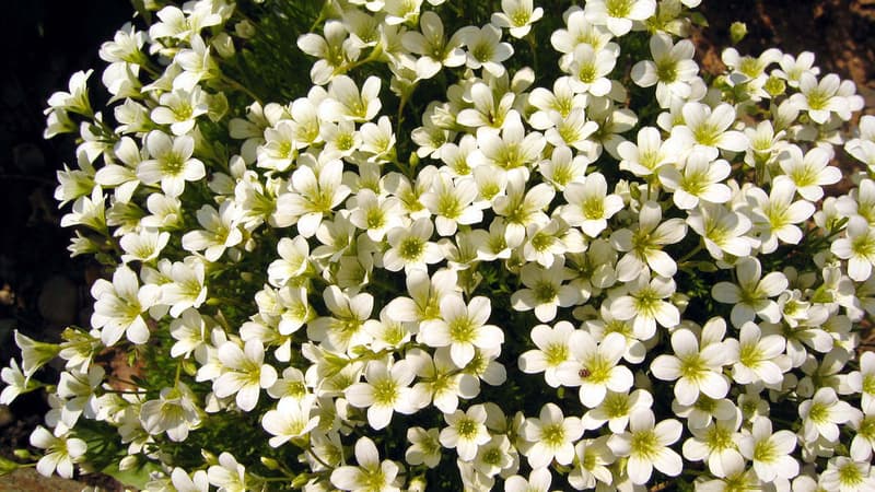 La Saxifrage, une plante sauvage "en danger critique".