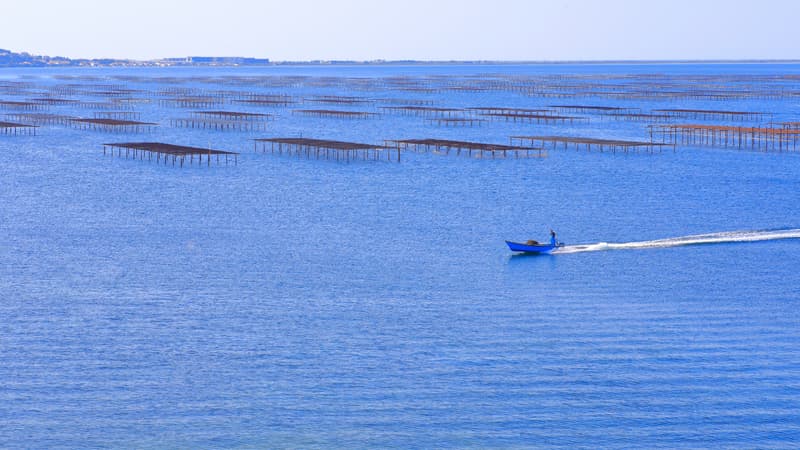 La récolte et la vente des huîtres, moules et palourdes de l'étang de Thau suspendues en raison d'un virus dans l'eau