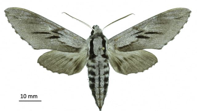 Cette image diffusée par le Musée national d'histoire naturelle le 13 décembre 2023 montre un Sphinx du pin de Corse.