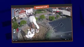 Une capture d'écran de la webcam installée par la ville de Sarralbe pour observer les cigognes et leurs petits.