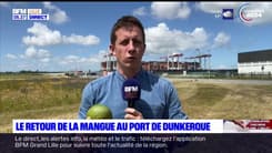 Dunkerque: la mangue de Côte d'Ivoire débarque sur le port