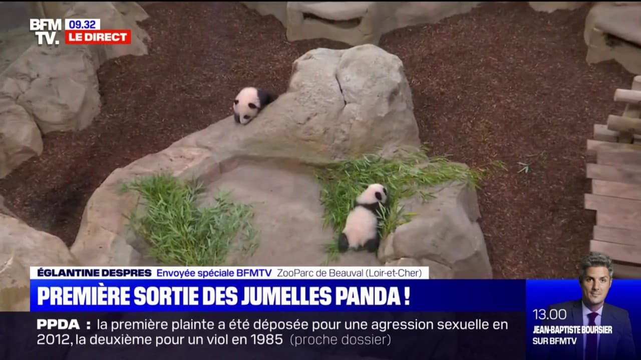 Les jumelles panda du zoo de Beauval ont réalisé leur première sortie  publique ce samedi