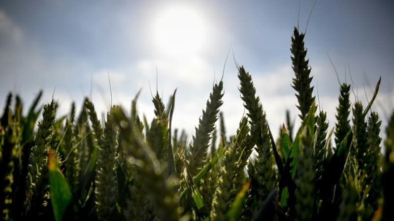 Sécheresse: inquiets, les agriculteurs constatent déjà les premières conséquences sur leurs récoltes