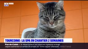Tourcoing: la SPA en travaux pendant deux semaines, 25 chats cherchent un logement