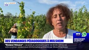 Bas-Rhin: des vendanges pédagogiques à Molsheim