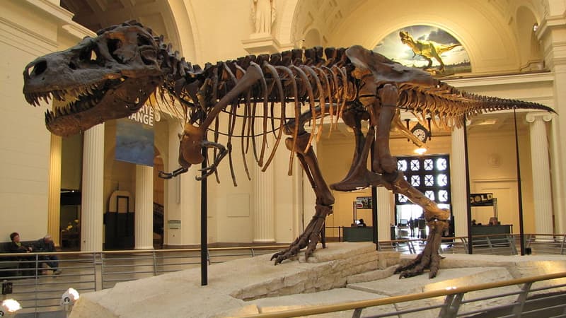 Un T.rex au musée Field de Chicago, aux Etats-Unis.