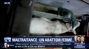 Maltraitance filmée par L214: un abattoir bio de l'Indre fermé