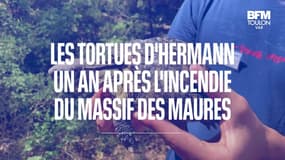 Massif des Maures: comment se portent les tortues d'Hermann, un an après l'incendie?